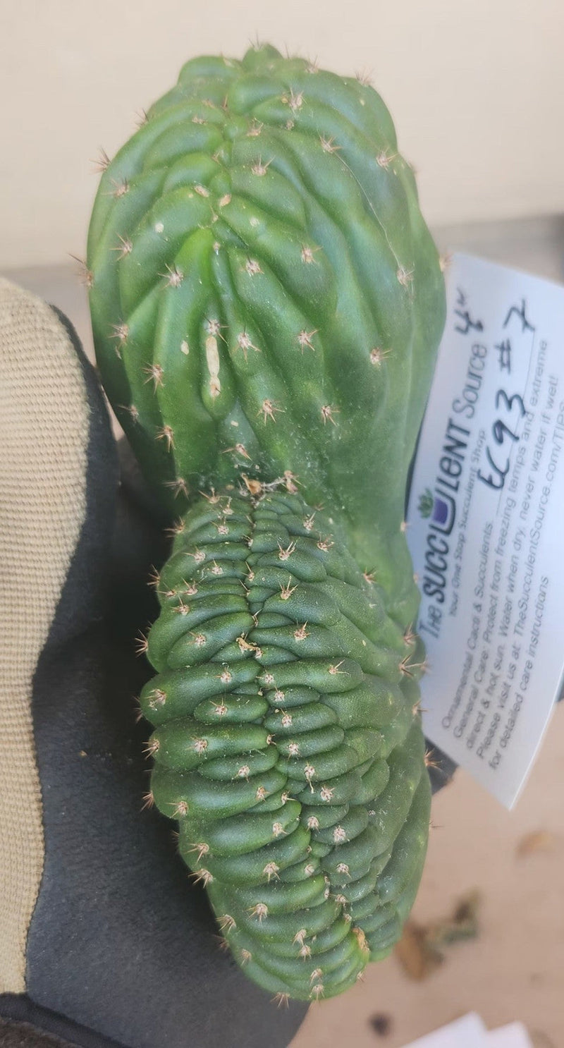 #EC93 EXACT Trichocereus Pachanoi San Pedro Cactus Crested and Monstrose Cuttings