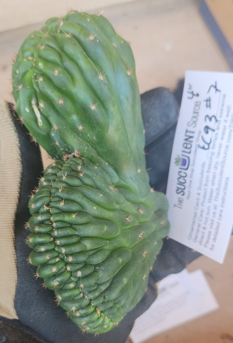 #EC93 EXACT Trichocereus Pachanoi San Pedro Cactus Crested and Monstrose Cuttings