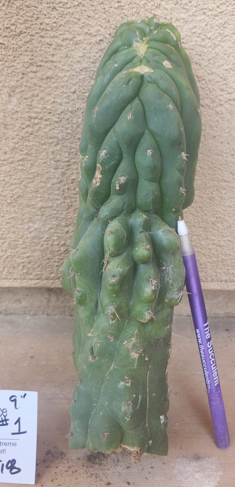 #EC93 EXACT Trichocereus Pachanoi San Pedro Cactus Crested and Monstrose Cuttings