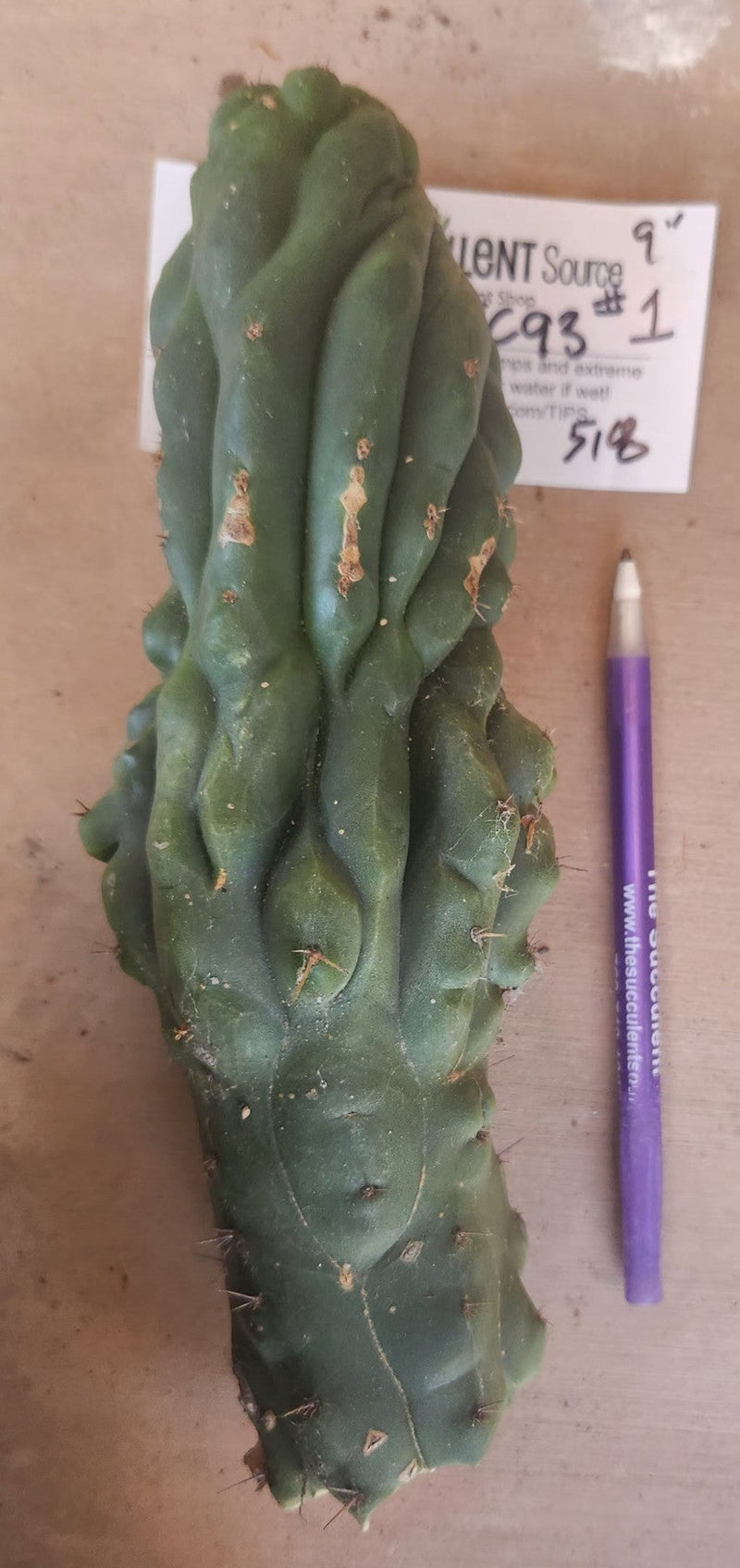 #EC93 EXACT Trichocereus Pachanoi San Pedro Cactus Crested and Monstrose Cuttings