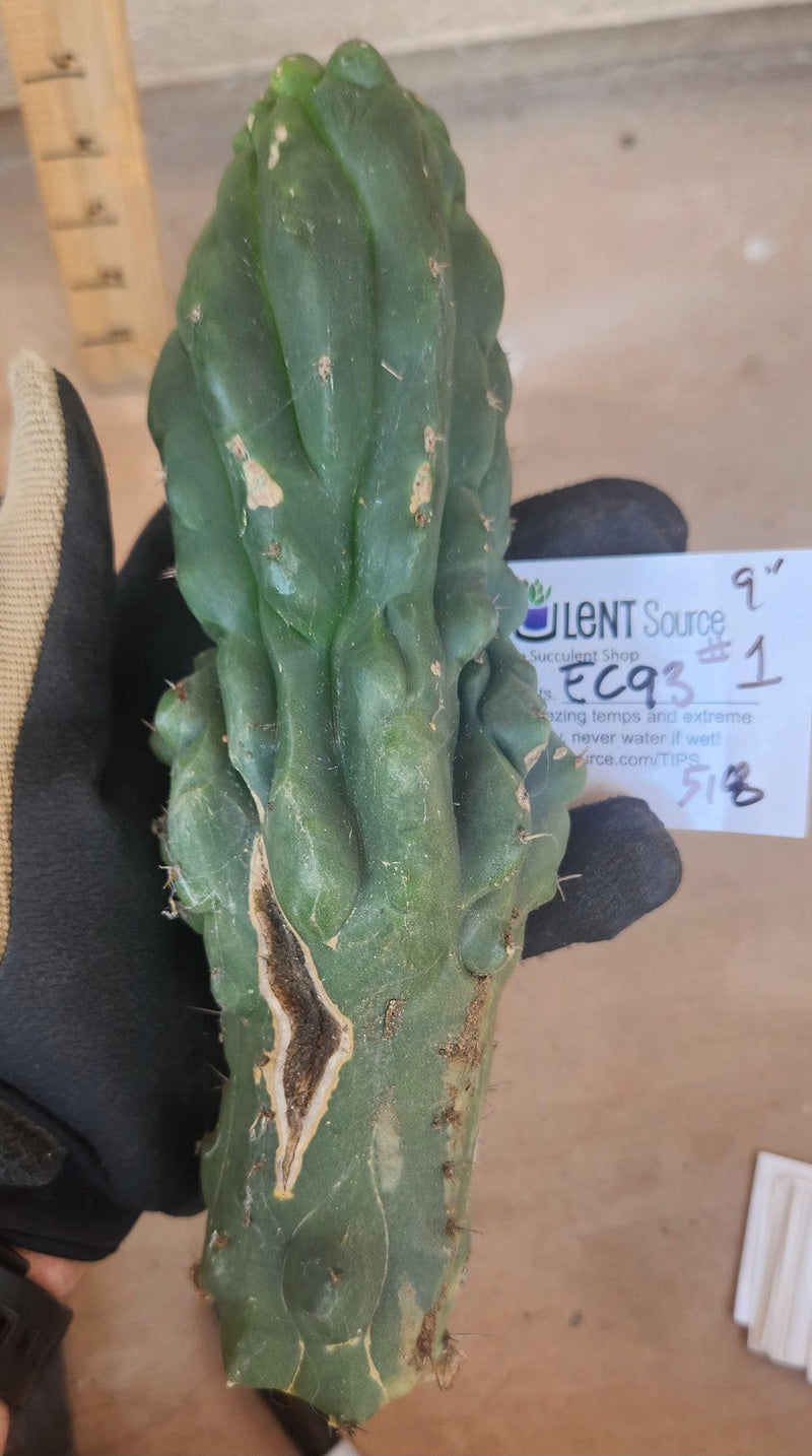 #EC93 EXACT Trichocereus Pachanoi San Pedro Cactus Crested and Monstrose Cuttings