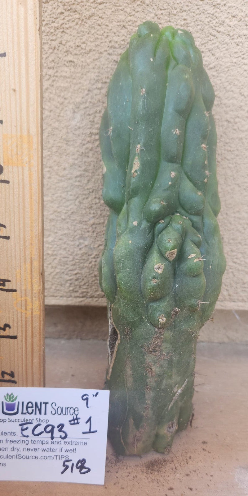 #EC93 EXACT Trichocereus Pachanoi San Pedro Cactus Crested and Monstrose Cuttings