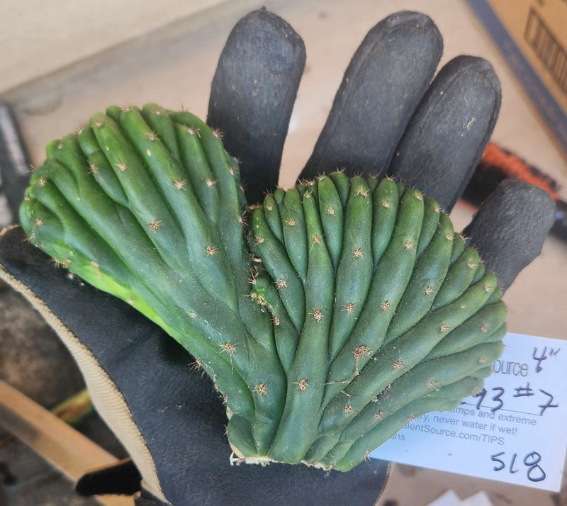 #EC93 EXACT Trichocereus Pachanoi San Pedro Cactus Crested and Monstrose Cuttings