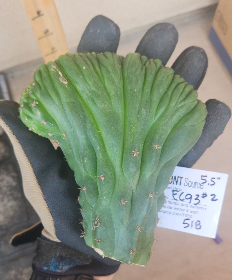 #EC93 EXACT Trichocereus Pachanoi San Pedro Cactus Crested and Monstrose Cuttings