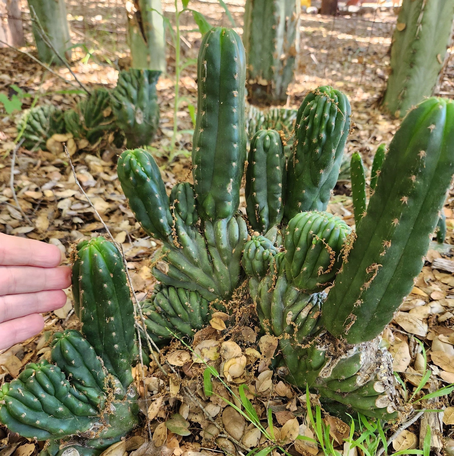 #EC93 EXACT Trichocereus Pachanoi San Pedro Cactus Crested and Monstro