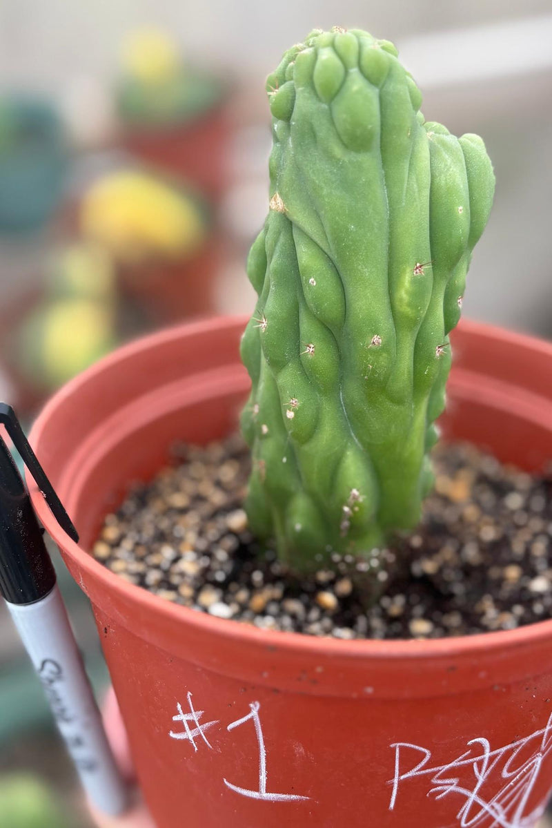 #EC93 EXACT Trichocereus Pachanoi San Pedro TPM Crested and Monstrose Cactus