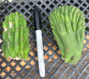 #EC93 EXACT Trichocereus Pachanoi San Pedro TPM Crested and Monstrose Cactus
