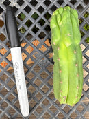 #EC93 EXACT Trichocereus Pachanoi San Pedro TPM Crested and Monstrose Cactus