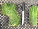 #EC93 EXACT Trichocereus Pachanoi San Pedro TPM Crested and Monstrose Cactus