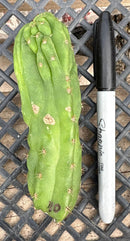 #EC93 EXACT Trichocereus Pachanoi San Pedro TPM Crested and Monstrose Cactus