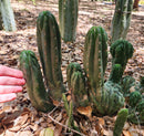 #EC93 EXACT Trichocereus Pachanoi San Pedro TPM Crested and Monstrose Cactus