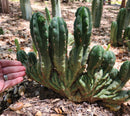 #EC93 EXACT Trichocereus Pachanoi San Pedro TPM Crested and Monstrose Cactus