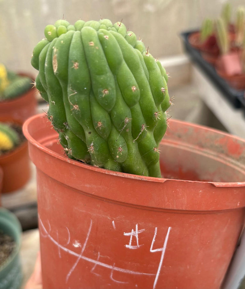 #EC93 EXACT Trichocereus Pachanoi San Pedro TPM Crested and Monstrose Cactus