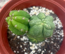 #EC93 EXACT Trichocereus Pachanoi San Pedro TPM Crested and Monstrose Cactus