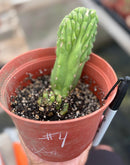 #EC93 EXACT Trichocereus Pachanoi San Pedro TPM Crested and Monstrose Cactus