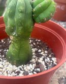 #EC93 EXACT Trichocereus Pachanoi San Pedro TPM Crested and Monstrose Cactus