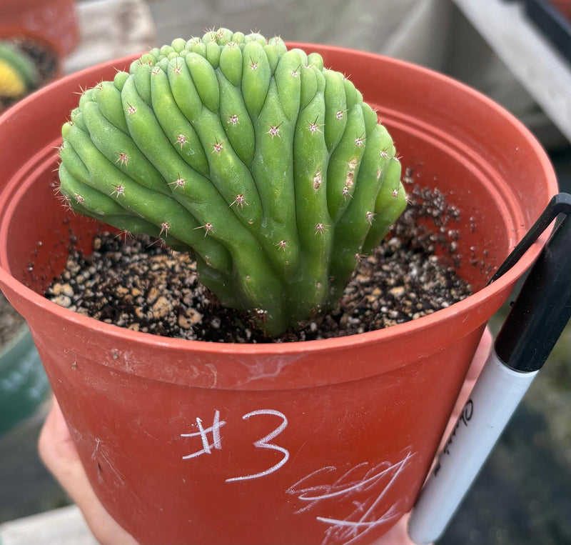 #EC93 EXACT Trichocereus Pachanoi San Pedro TPM Crested and Monstrose Cactus