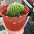 #EC93 EXACT Trichocereus Pachanoi San Pedro TPM Crested and Monstrose Cactus