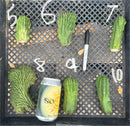 #EC93 EXACT Trichocereus Pachanoi San Pedro TPM Crested and Monstrose Cactus