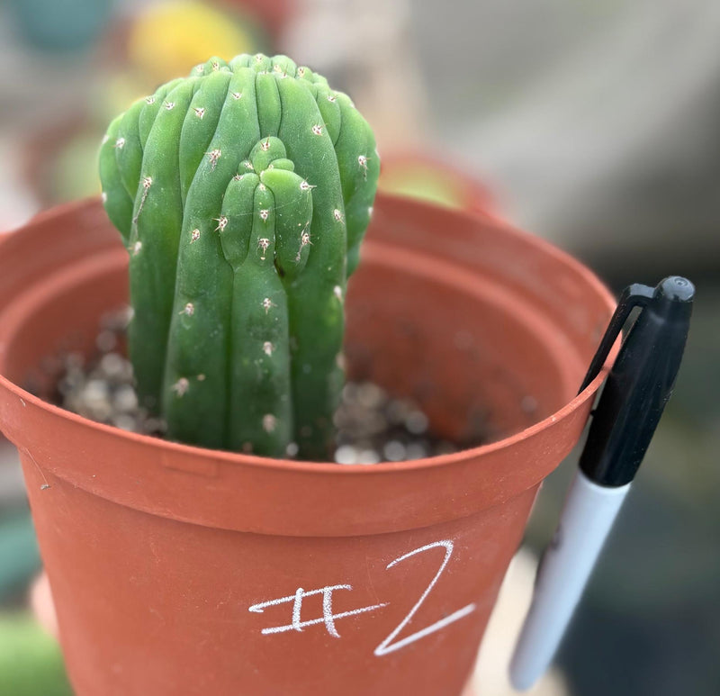 #EC93 EXACT Trichocereus Pachanoi San Pedro TPM Crested and Monstrose Cactus