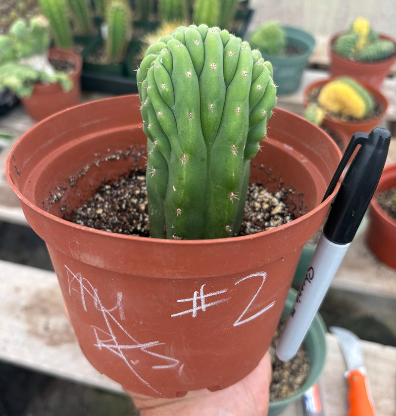 #EC93 EXACT Trichocereus Pachanoi San Pedro TPM Crested and Monstrose Cactus