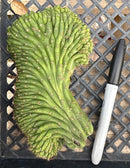 #EC93 EXACT Trichocereus Pachanoi San Pedro TPM Crested and Monstrose Cactus