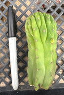 #EC93 EXACT Trichocereus Pachanoi San Pedro TPM Crested and Monstrose Cactus