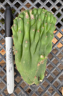 #EC93 EXACT Trichocereus Pachanoi San Pedro TPM Crested and Monstrose Cactus