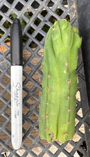 #EC93 EXACT Trichocereus Pachanoi San Pedro TPM Crested and Monstrose Cactus