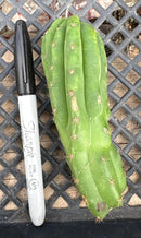#EC93 EXACT Trichocereus Pachanoi San Pedro TPM Crested and Monstrose Cactus