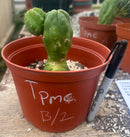 #EC93 EXACT Trichocereus Pachanoi San Pedro TPM Crested and Monstrose Cactus