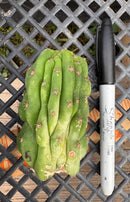 #EC93 EXACT Trichocereus Pachanoi San Pedro TPM Crested and Monstrose Cactus