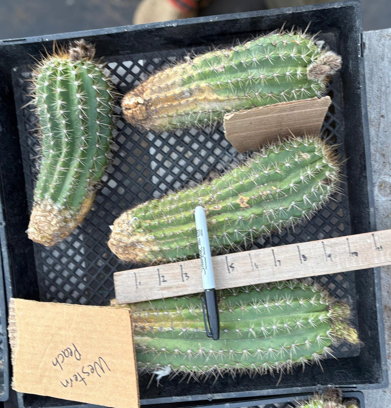 #EC94 Trichocereus Grandiflorus Hybrid Western Peach Cutting
