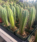 #EC96 Trichocereus Hybrid Pachanoi Sausage X Peru Dawsons Cactus 6” approx.