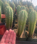 #EC96 Trichocereus Hybrid Pachanoi Sausage X Peru Dawsons Cactus 6” approx.
