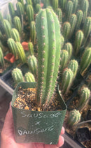 #EC96 Trichocereus Hybrid Pachanoi Sausage X Peru Dawsons Cactus 6” approx.