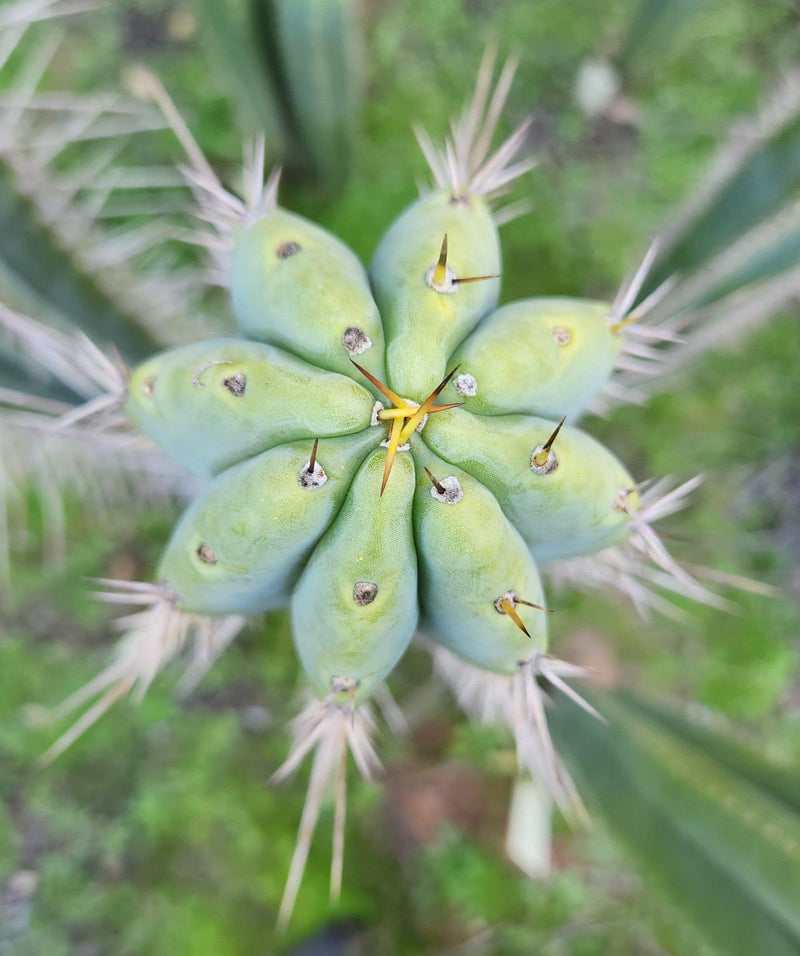 #EC97 EXACT Trichocereus Peruvianus "Lumberjack" Cactus Cuttings