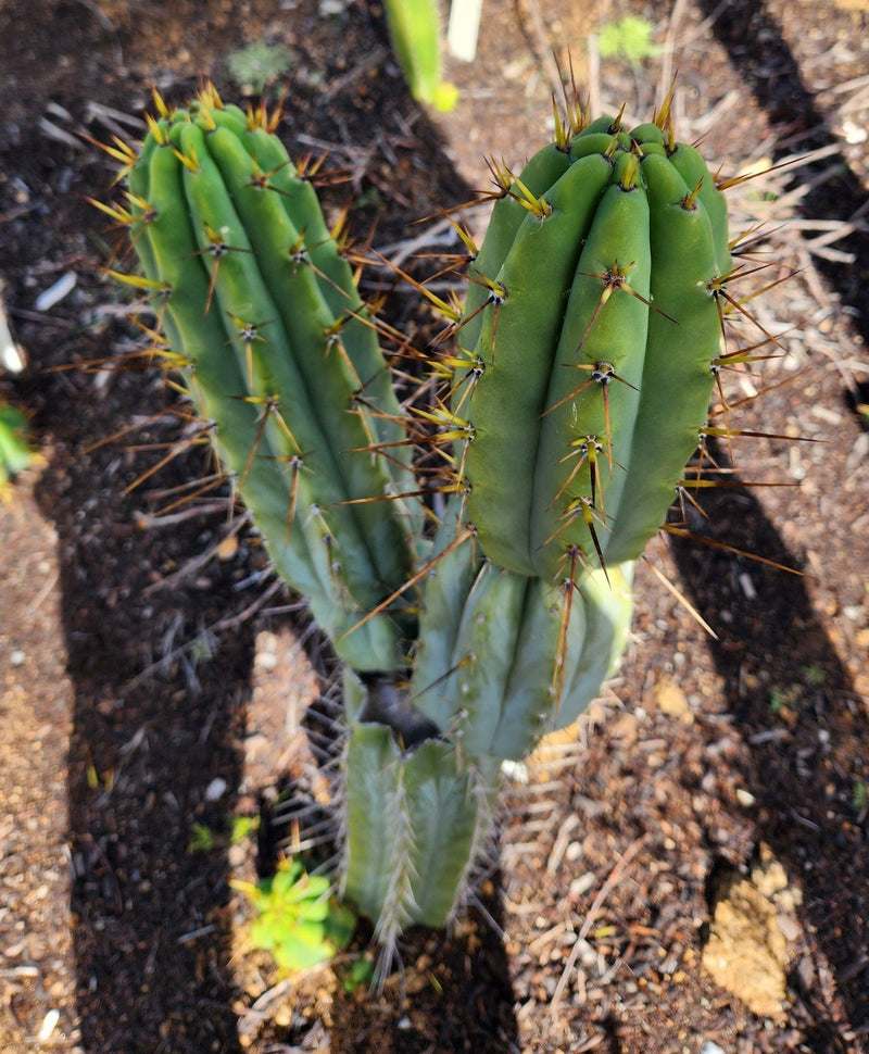 #EC97 EXACT Trichocereus Peruvianus "Lumberjack" Cactus Cuttings