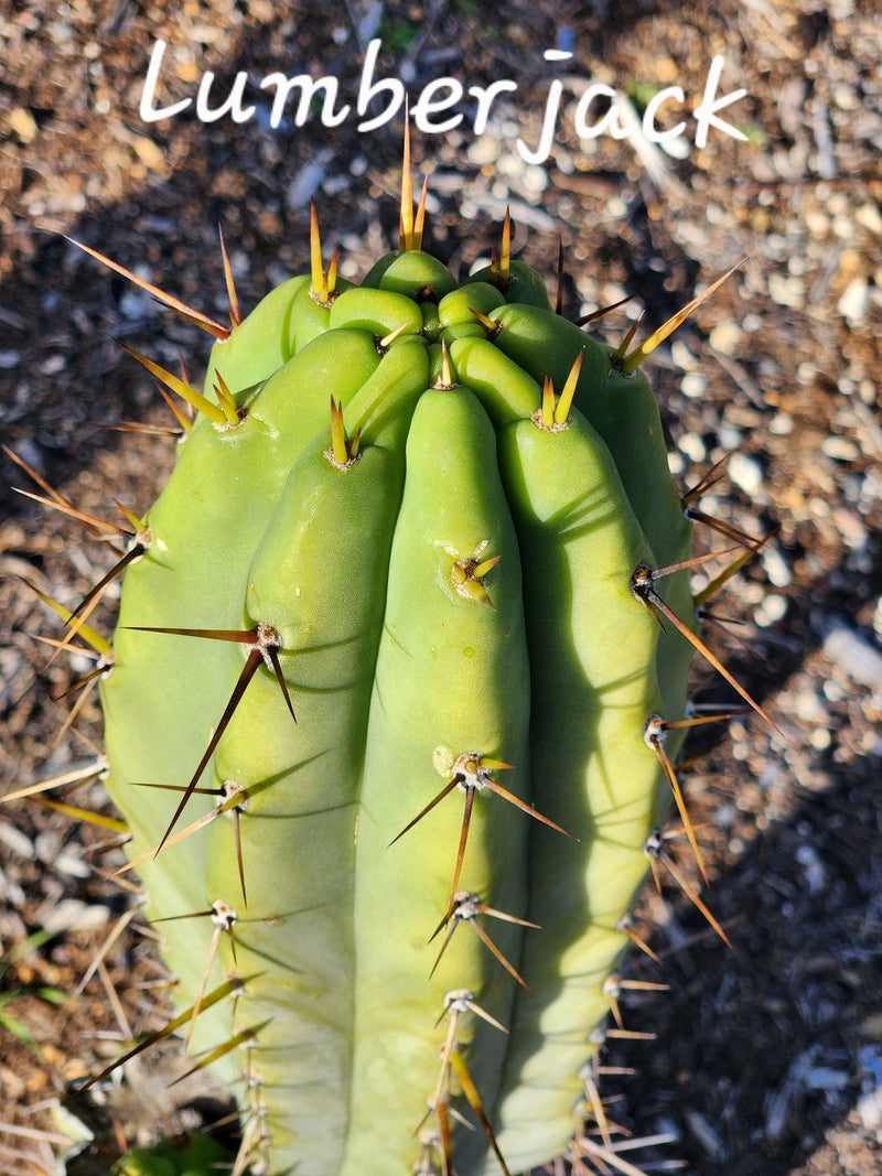 #EC97 EXACT Trichocereus Peruvianus "Lumberjack" Cactus Cuttings