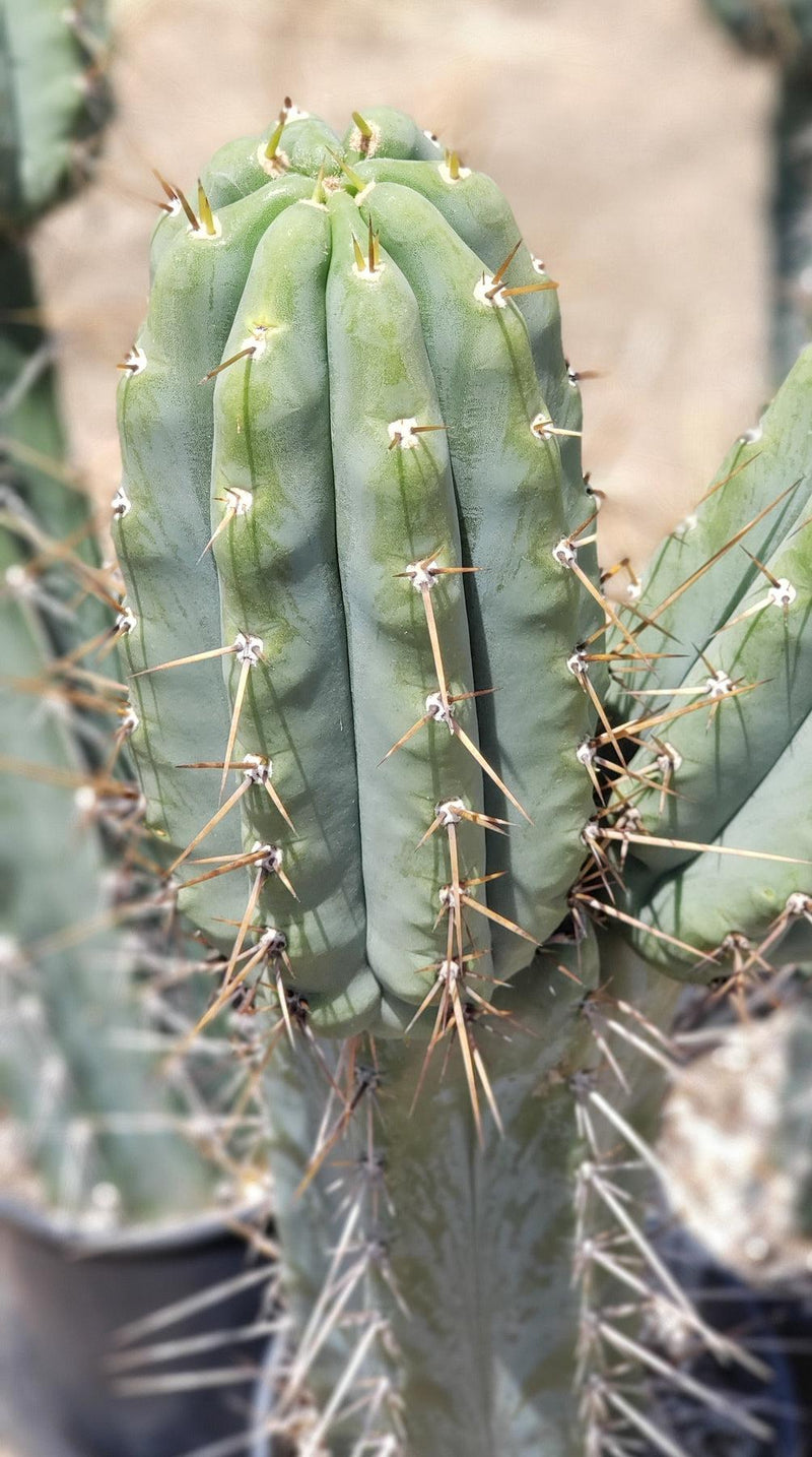 #EC97 EXACT Trichocereus Peruvianus "Lumberjack" Cactus Cuttings