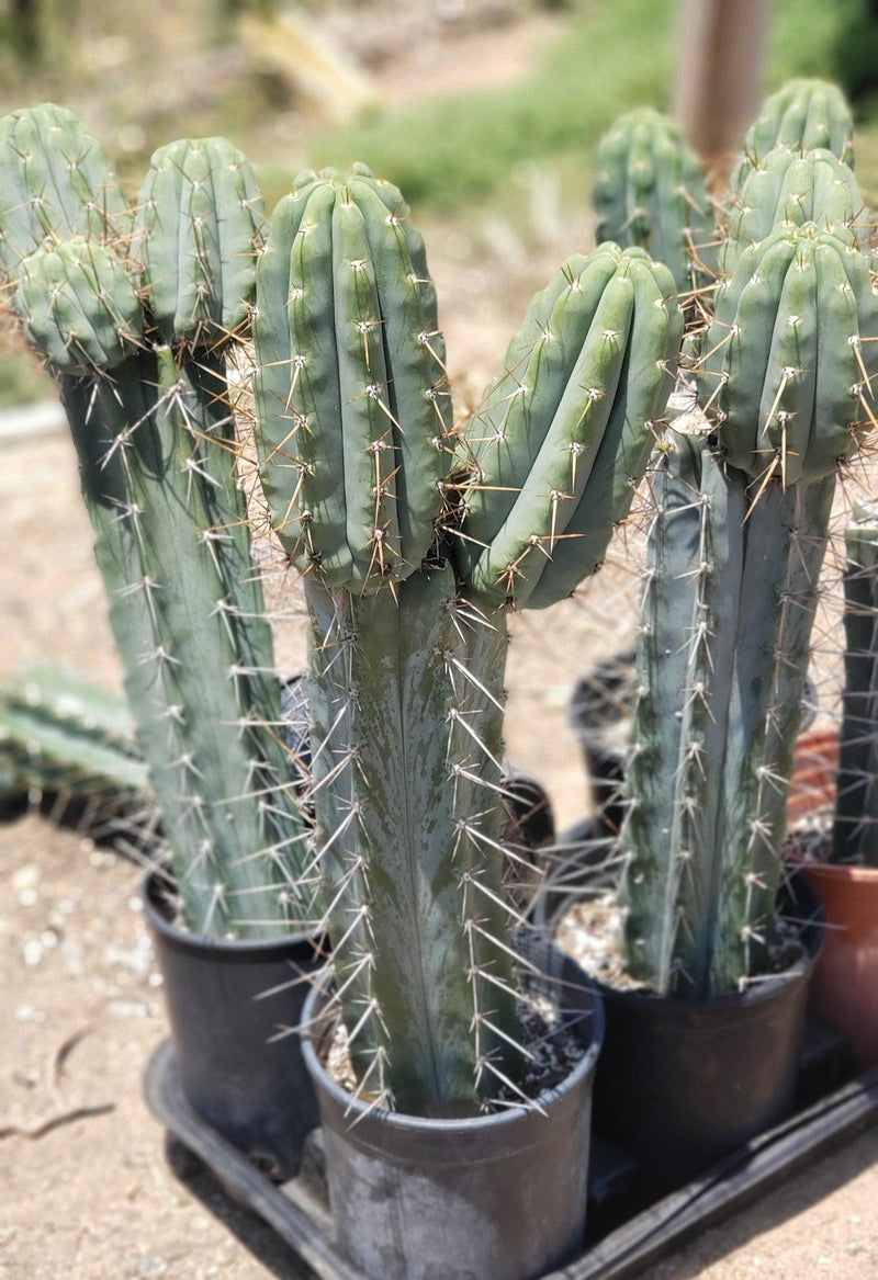 #EC97 EXACT Trichocereus Peruvianus "Lumberjack" Cactus Cuttings