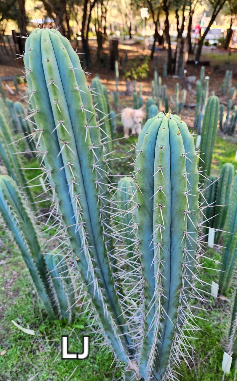 #EC97 EXACT Trichocereus Peruvianus "Lumberjack" Cactus Cuttings