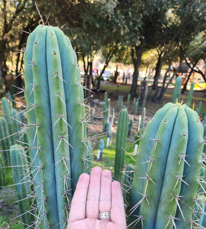 #EC97 EXACT Trichocereus Peruvianus "Lumberjack" Cactus Cuttings