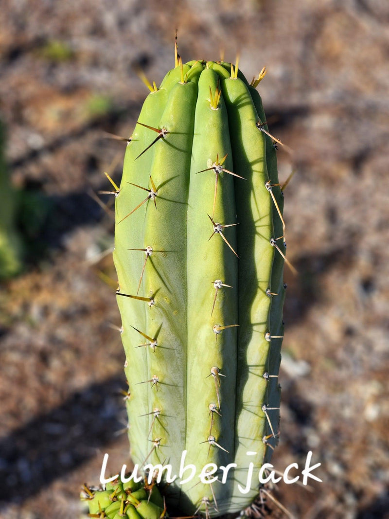 #EC97 EXACT Trichocereus Peruvianus "Lumberjack" Cactus Cuttings