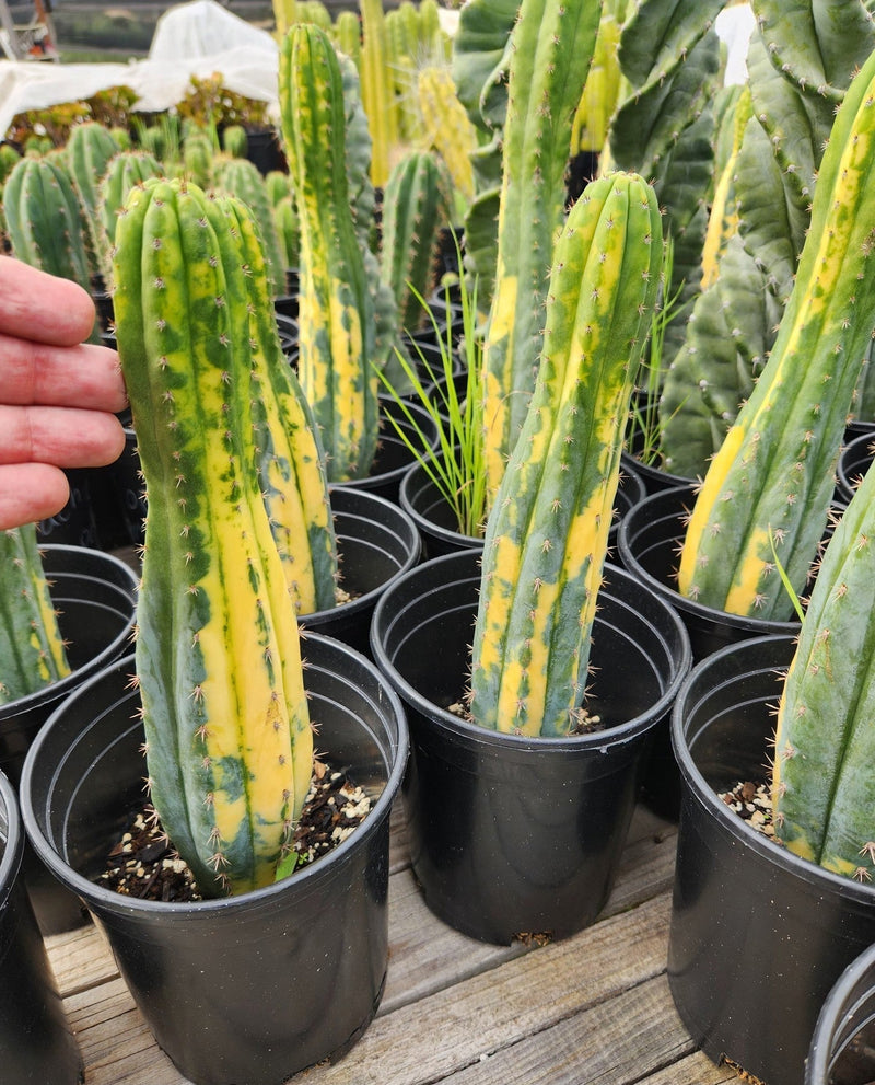 #EC98 EXACT Trichocereus Pachanoi Variegated cactus "China Gold"