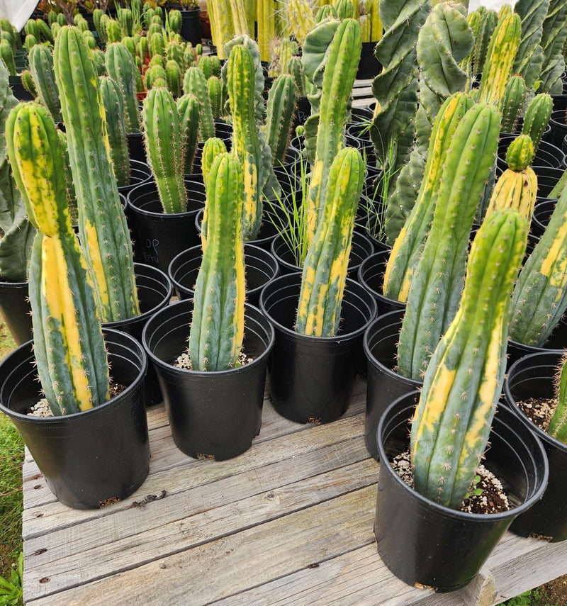 #EC98 EXACT Trichocereus Pachanoi Variegated cactus "China Gold"
