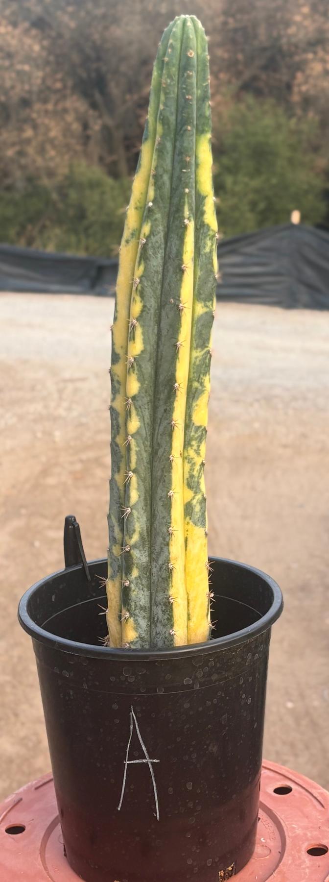 #EC98 EXACT Trichocereus Pachanoi Variegated cactus "China Gold"