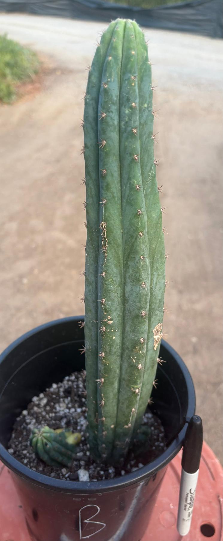 #EC98 EXACT Trichocereus Pachanoi Variegated cactus "China Gold"