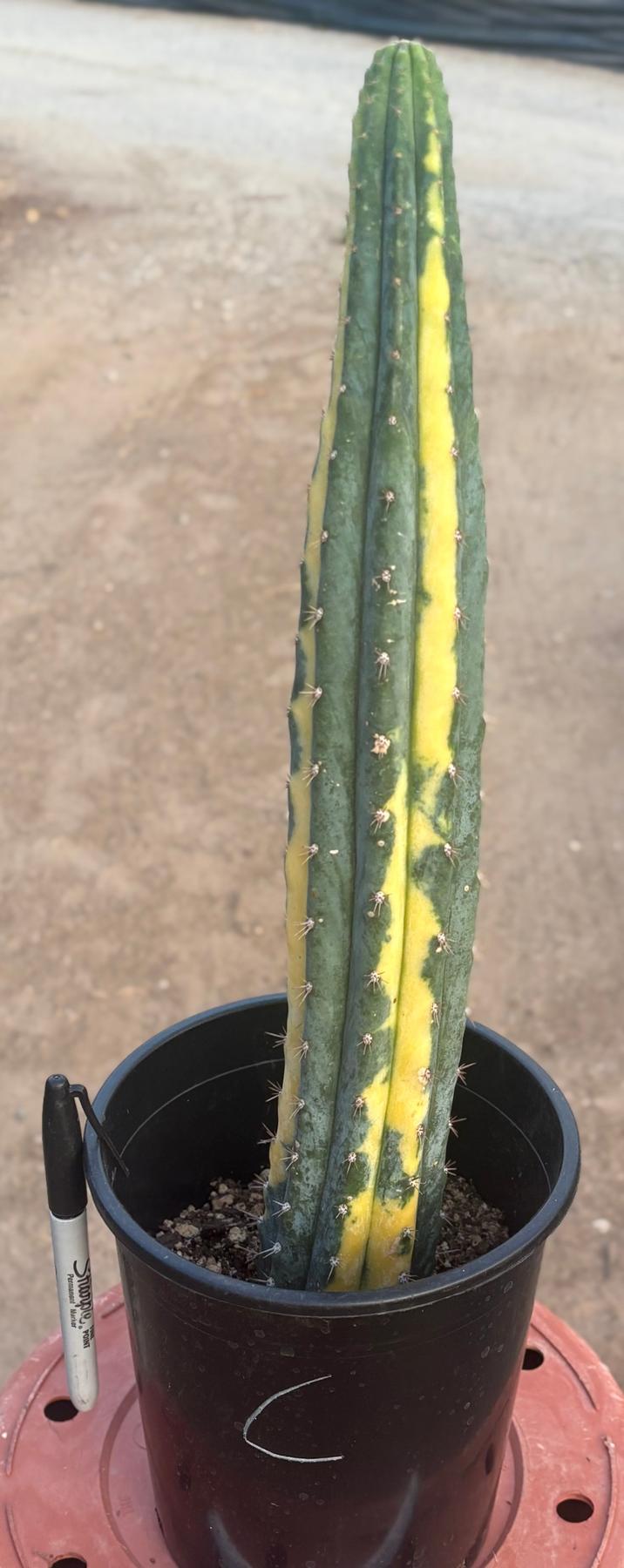 #EC98 EXACT Trichocereus Pachanoi Variegated cactus "China Gold"