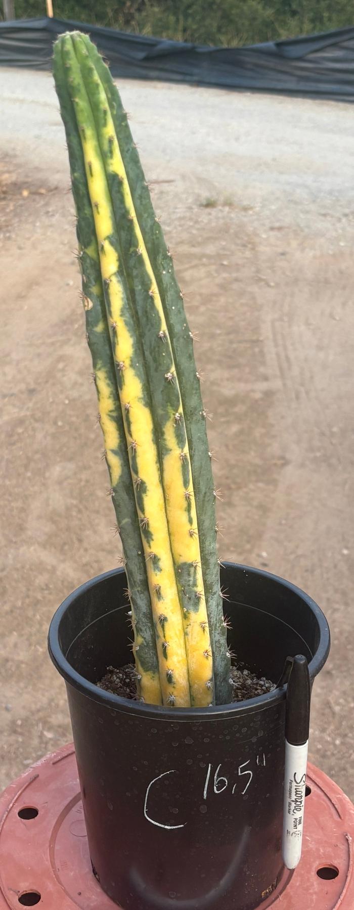 #EC98 EXACT Trichocereus Pachanoi Variegated cactus "China Gold"